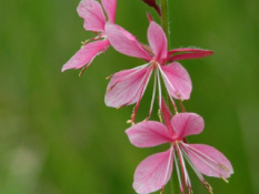 Gaura lindheimeri 'Siskiyou Pink' Prachtkaars bestellen